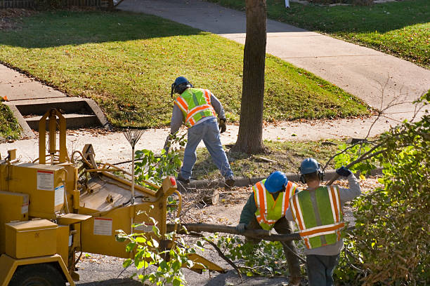 Dead Tree Removal in Redding, CA